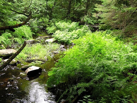 In the Woods - rock, trees, brush, river