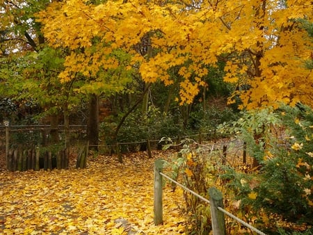 Autumn Pathway - leaves, colors, autumn, path