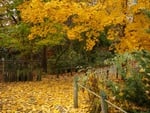 Autumn Pathway