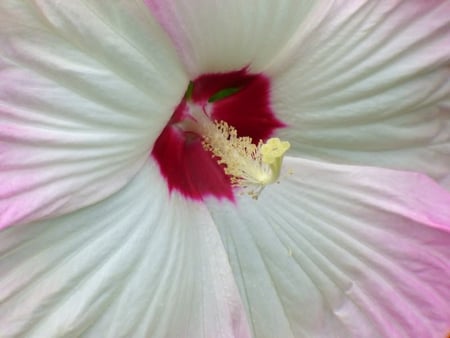 Macro of a Hibiscus - large, center, macro, hibiscus, flower, petals, pink