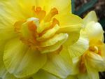 Close Up of a Daffodil