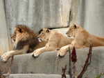 Lions Watching Someone Else