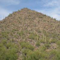 Cactus Hill