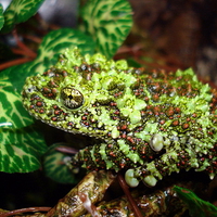 BEAUTIFUL MOSSY FROG