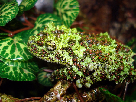 BEAUTIFUL MOSSY FROG - beautiful, sweet, cute, mossy