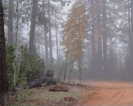 Misty Mountain Road - trees, road, mist, dirt