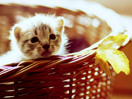 Kitten in a basket - animal, kitten, cat, feline, basket