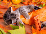 Autumn cat