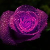 Purple Rose for Luna (cehenot)