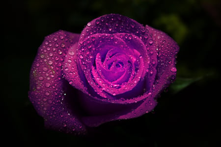 Purple Rose for Luna (cehenot)