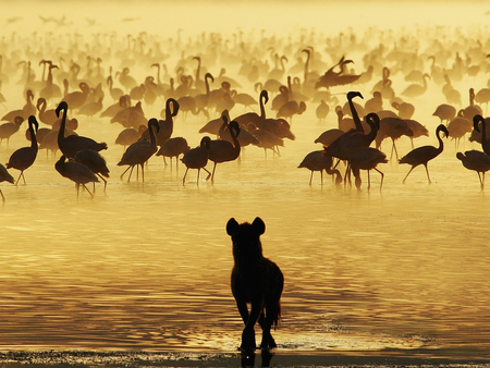 Feast for the eyes and appetite - wildlife, animal, feline, sunset, nature