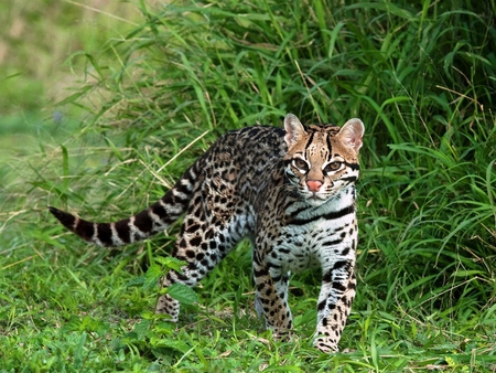 Spotted cat - nature, spot, kitten, feline, grass, cat