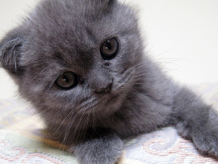 Gray kitten - cat, feline, gray, kitten