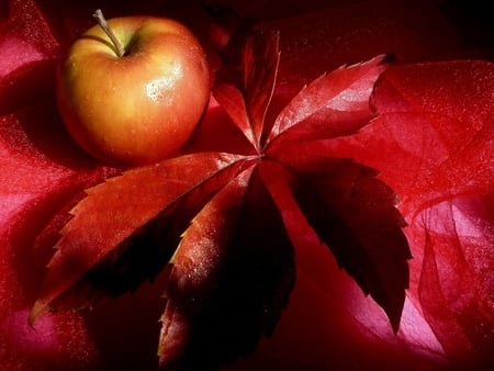 Apple - nature, apple, red, fruit