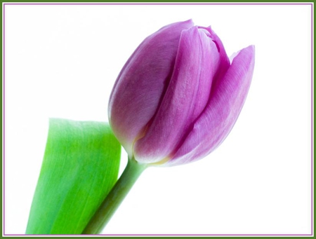 Purple Tulip for Luiza - flower, tulip, leaf, purple