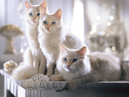 Cat trio. - pose, cat, animal, cute