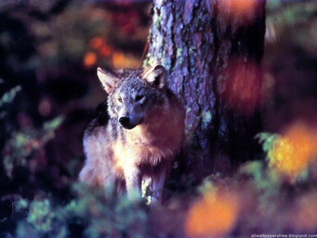 BEAUTIFUL WOLF FOR LIONESS - forest, animal, cool, beautiful, life, amazing, nice, wild, ice