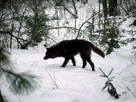 COOL WOLF - ice, nice, amazing, cool, life, forest, wild, beautiful, animal