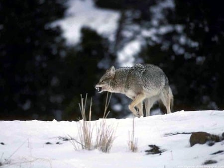 COOL WOLF - ice, nice, amazing, cool, life, forest, wild, beautiful, animal