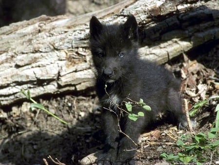 COOL WOLF - ice, nice, amazing, cool, life, forest, wild, beautiful, animal