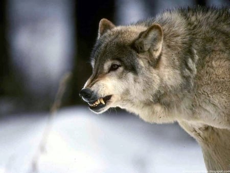 COOL WOLF - ice, nice, amazing, cool, life, forest, wild, beautiful, animal