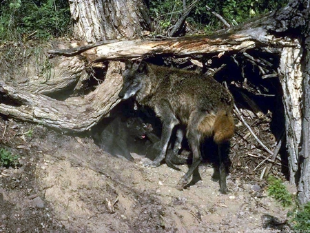 COOL WOLF - forest, animal, cool, beautiful, life, amazing, nice, wild, ice