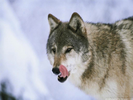 COOL WOLF - ice, nice, amazing, cool, life, forest, wild, beautiful, animal