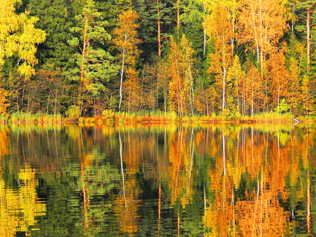 Double forest - lake, forest, water, reflection, trees, colors, autumn, colorful