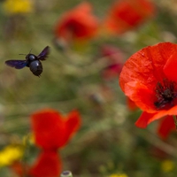 Bumblebee and Poppies