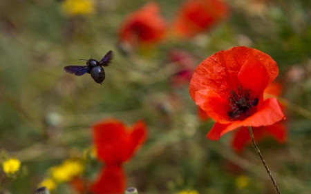 Bumblebee and Poppies - red, beautiful, bumblebee, black, poppy