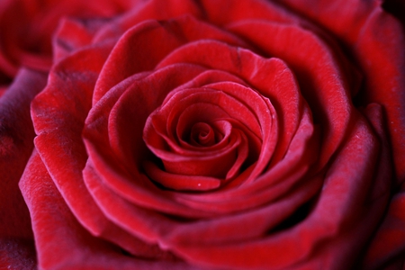 Red velvet - beauty, rose, wonderful, tednerness, softness, beautiful, petals, velvet, flower, red rose