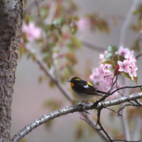 Beautiful bird.