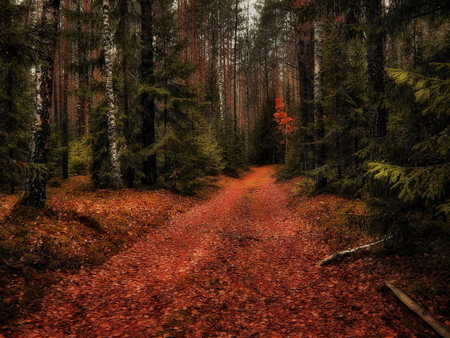 Autumn road. - fall, forest, path, road, leaf, autumn