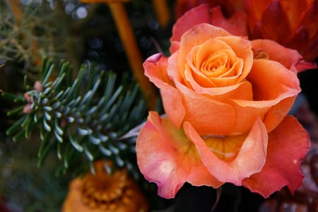 Christmas Rose - pine tree, still life, branch, orange rose