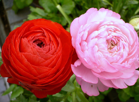 Beautiful flowers. - colour, flower, ranunculus, plant