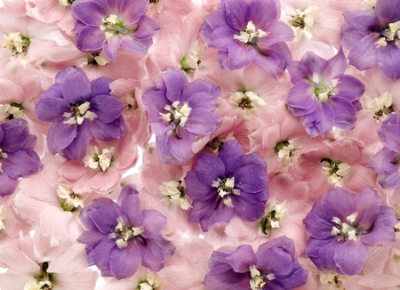 Pink and purple - beauty, purple, beautiful flowers, pink, soft, tenderness, tender, flowers