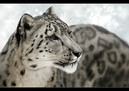 The-future-is-for-discovering - animal, big cat, wild cat, jaguar