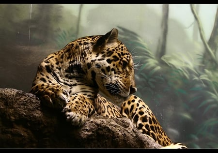 Jaguar_wood - animal, wood, wild cat, jaguar, big cat