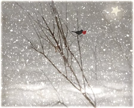 â™¥ CHRISTMAS IS LOVE â™¥ - photomanipulation, red heart, christmas, bird, star, art, abstract, snow, wish