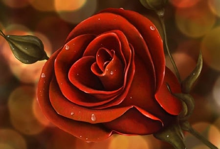 red rose - blossoms, red, rose, soft, flowers, plants, nice, lovely, blooms, delecte, nature, bud