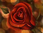 red rose