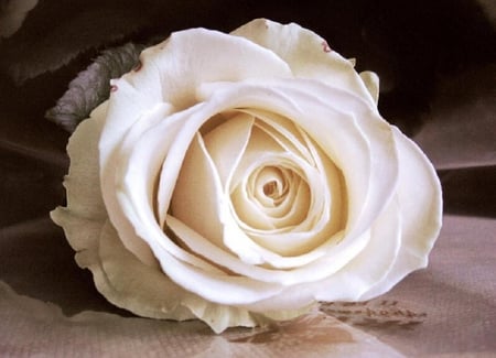 white rose - blooms, blossoms, bud, lovely, delecte, flowers, white, nature, soft, rose, plants, nice