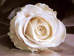 white rose