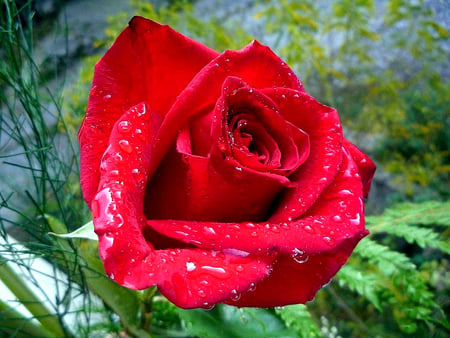 Happy Birthday My Little Sister - rainy, drops, rose, rain, photo, photography, nature