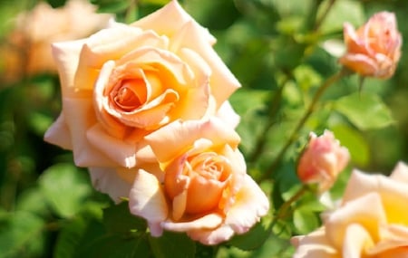 roses - blooms, blossoms, bud, lovely, delecte, flowers, nature, soft, rose, plants, nice