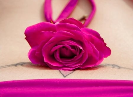 tattoo in pink - blossoms, rose, soft, flowers, plants, nice, lovely, blooms, delecte, nature, bud