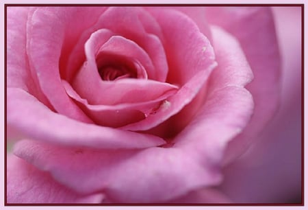 pink petals - blooms, blossoms, bud, lovely, pink, delecte, flowers, nature, soft, rose, plants, nice