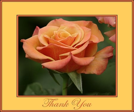 THANK YOU TO ALL MY DN FRIENDS - blooms, blossoms, bud, lovely, delecte, flowers, nature, soft, rose, plants, nice