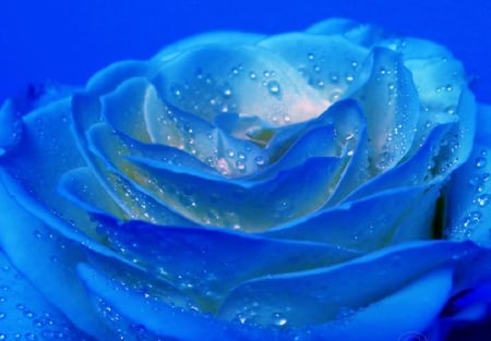 THE MYSTERY OF BLUE ROSE - blossoms, rose, soft, flowers, plants, nice, lovely, blooms, delecte, nature, bud