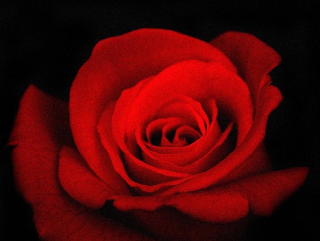 red rose - blossoms, red, rose, soft, flowers, plants, nice, lovely, blooms, delecte, nature, bud